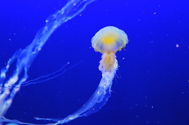 jellyfish-257860_640