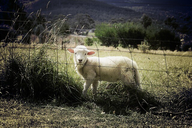 lamb-451982_640